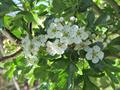 Crataegus Monogyna